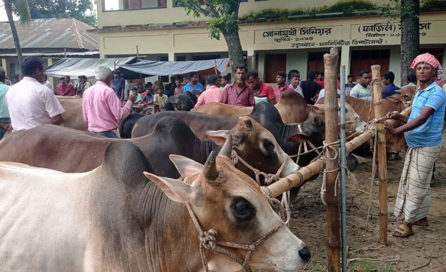 অবশেষে অর্ধশতাব্দী পর কাজিপুরের সোনামুখী মাদ্রাসা মাঠ থেকে গরুর হাট সরলো