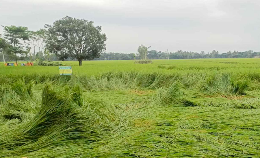 পাকা ধানে মই দিল ঘূর্ণিঝড় 'দানা'