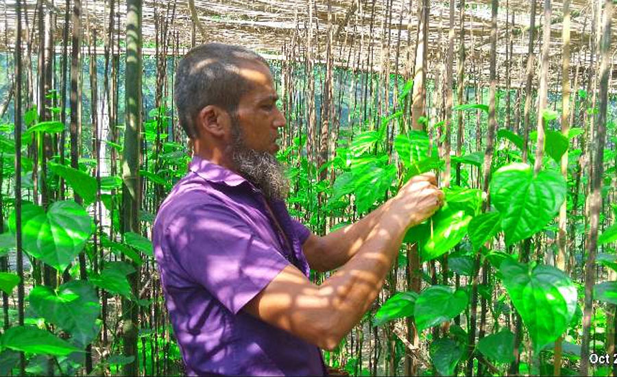 নাগরপুরে প্রথমবারের মতো পান চাষাবাদ করে স্বাবলম্বী হওয়ার প্রচেষ্টা