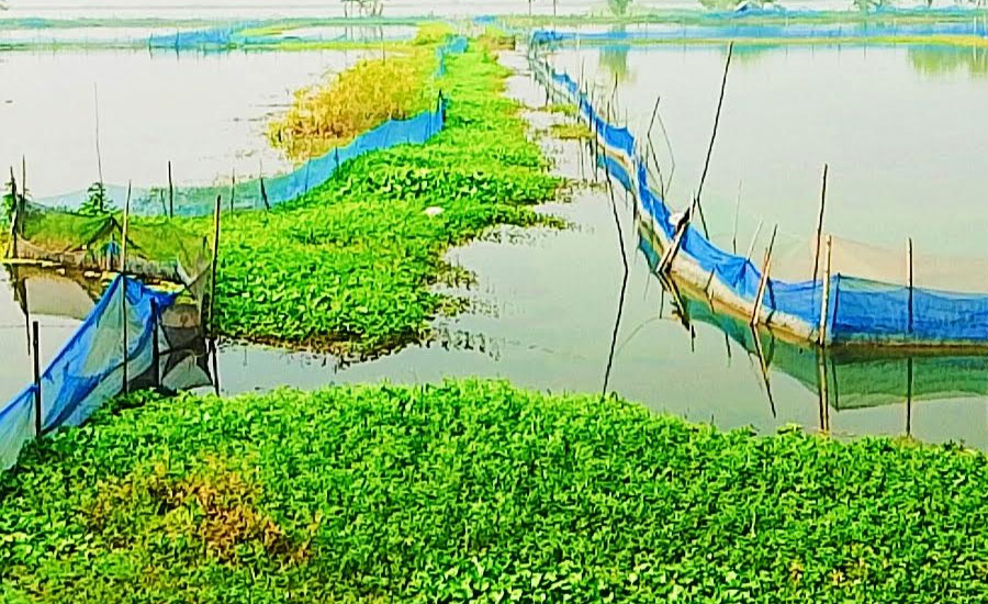 যশোরে ২৭ বিলে অথৈই পানি, অনিশ্চয়তায় ২০ হাজার হেক্টর জমির বোরো আবাদ