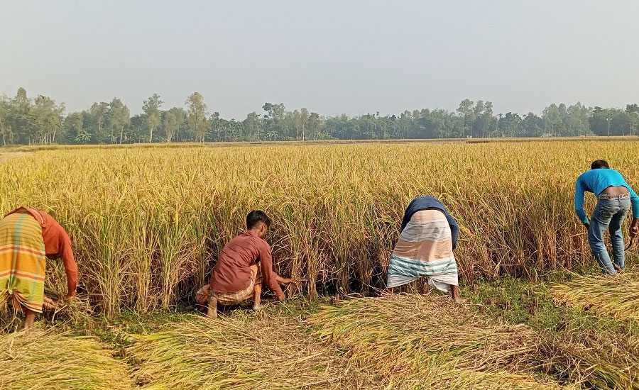 ভুরুঙ্গামারীতে নতুন ধান ঘরে উঠাতে ব্যস্ত সময় পার করছেন কৃষকরা