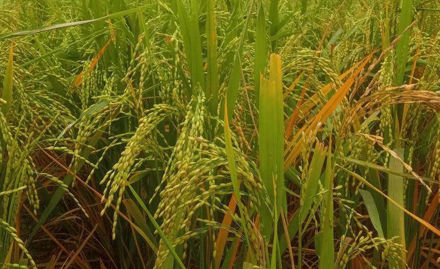 সবুজ ধানের শীষে দুলছে আমতলীর কৃষকদের স্বপ্ন