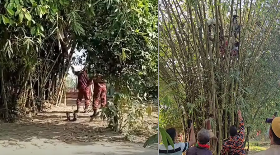 বাঁশঝাড়ের মাথায় উঠে পড়লেন গৃহবধূ, ৯৯৯ কলে উদ্ধার