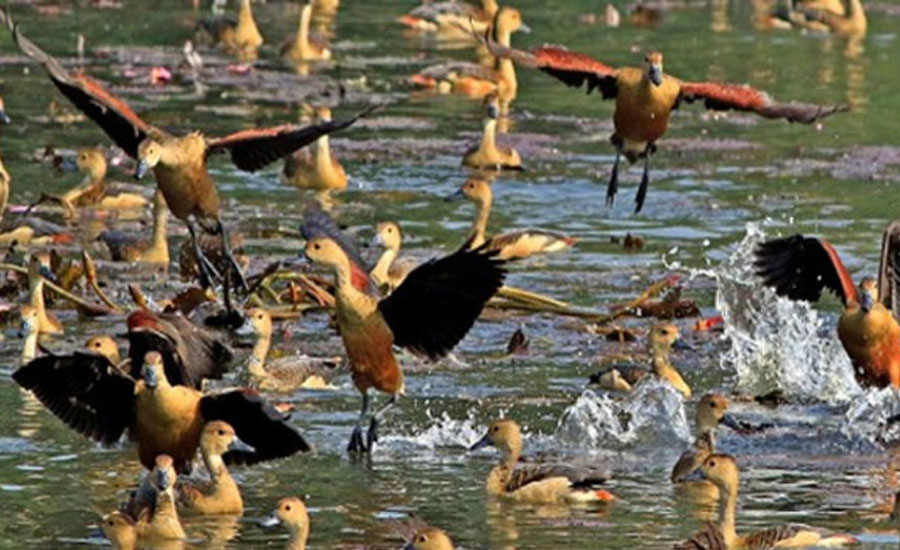 রাণীশংকৈল রামরাই দিঘিতে অতিথি পাখির মেলা