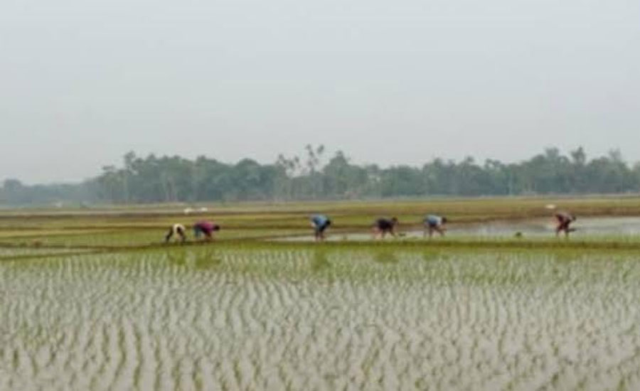ঝিনাইগাতীতে কৃষকের স্বপ্ন এখন ইরি-বোরো ধান