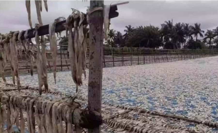 সাগরে মাছ কম পাওয়ায় দুবলায় শুঁটকি উৎপাদন ব্যাহত,