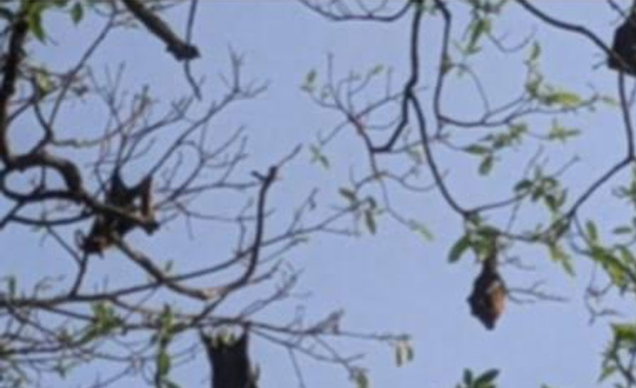 ঝিনাইগাতীতে উড়ন্ত স্তন্যপায়ী প্রাণী বিলুপ্তির পথে