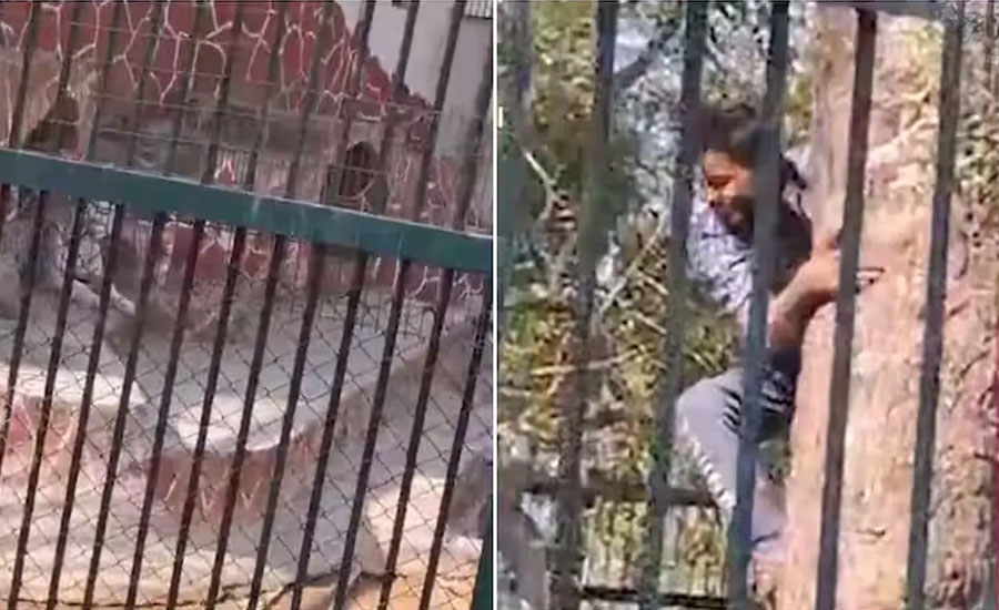 প্রেমিকার মন জয়ে বাঘের খাঁচায় প্রেমিক, অতঃপর... প্রেমিকার মন জয়ে বাঘের খাঁচায় প্রেমিক, অতঃপর...