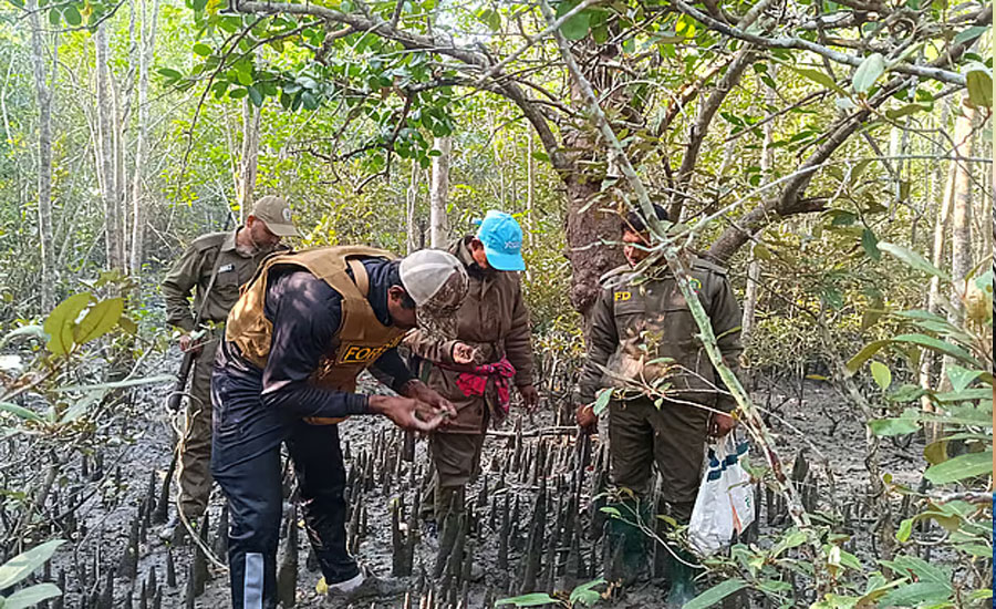‘সকলে থামুন, এখানে বাঘের পায়ের ছাপ’, তারপর কী হলো