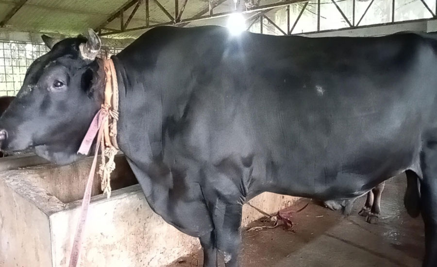 আট লাখ টাকা হাঁকা হচ্ছে ২৫ মনের বীর বাহাদুরের দাম