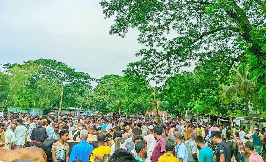 ঝিনাইগাতীর গরুর হাটে ক্রেতা-বিক্রেতার ঢল