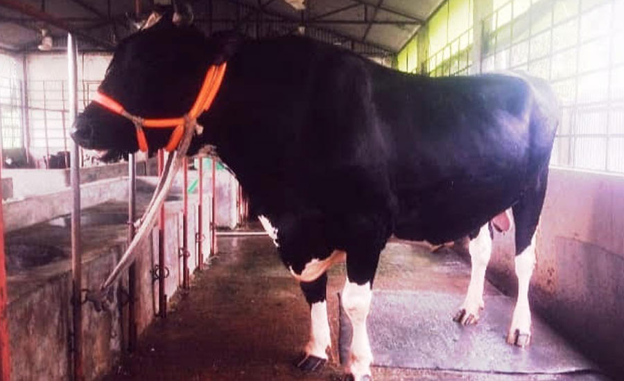 গাজীপুরের শ্রীপুরে আলোচনায় ৩০ মণের ‘ভাওয়াল রাজা’