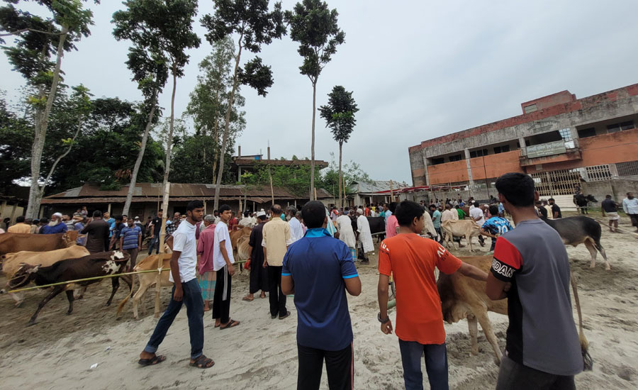 স্কুল মাঠে পশুর হাট, নির্বিকার প্রশাসন: বিএনপি নেত্রীর প্রভাবের অভিযোগ
