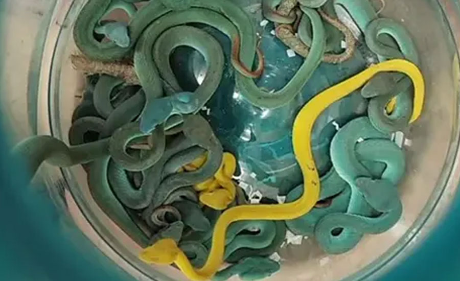 মুম্বাই বিমানবন্দরে ৪৪টি ভাইপার সাপসহ ভারতীয় আটক