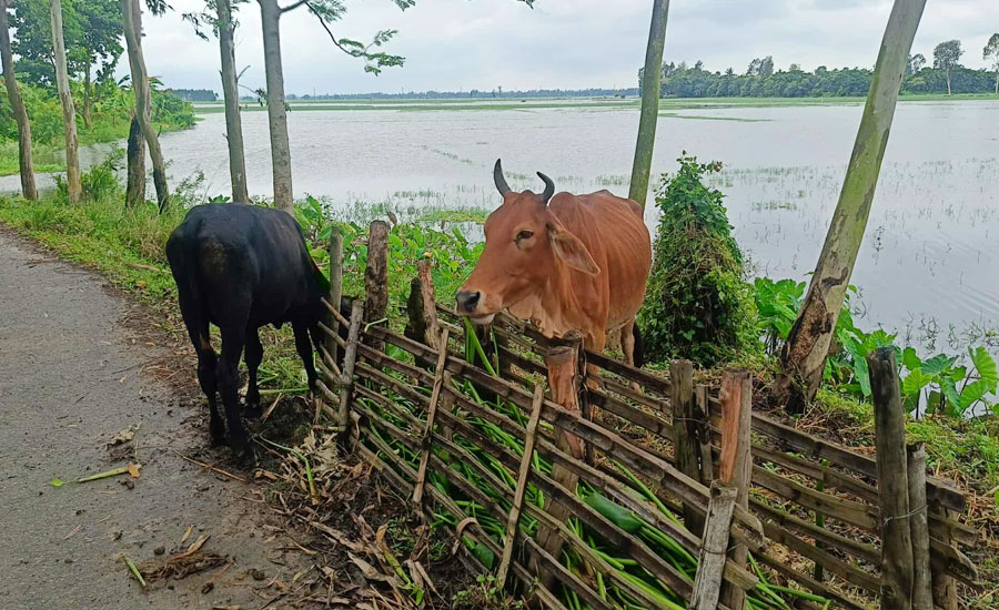 তাড়াশে তলিয়ে গেছে গোচারণভূমি, পশু নিয়ে বিপদে খামারি