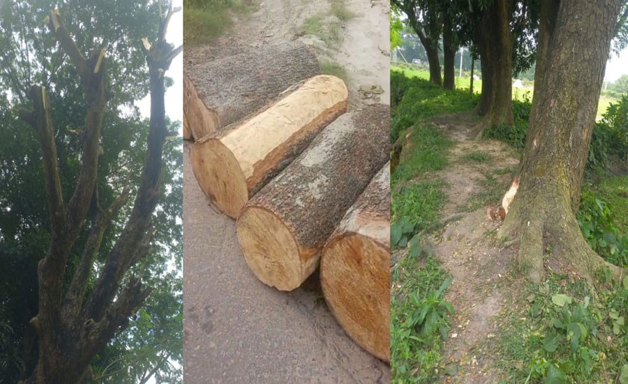 সোনারগাঁয়ে লিজকৃত সরকারী জায়গার গাছ কেটে বিক্রি করার অভিযোগ 