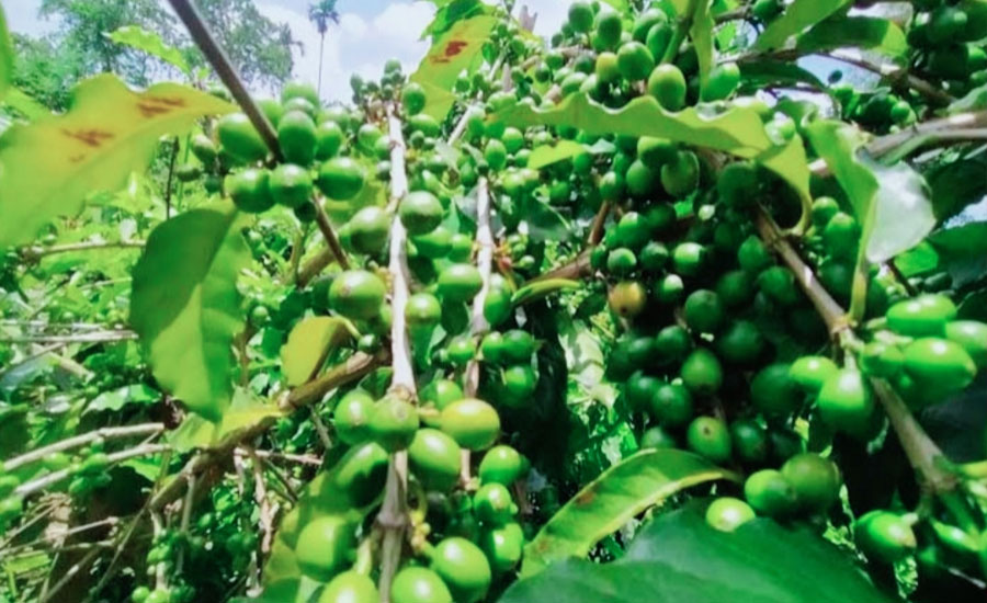 মধুপুর শাল- গজারির লাল মাটিতে ফলছে সোনা