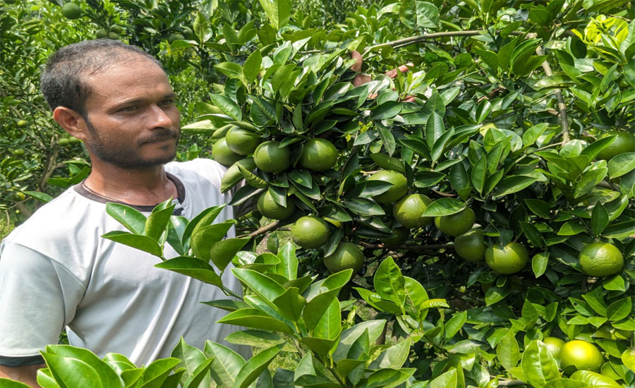 ভূরুঙ্গামারীতে মাল্টার বাম্পার ফলন, বিক্রিতে হতাশ উদ্যোক্তা