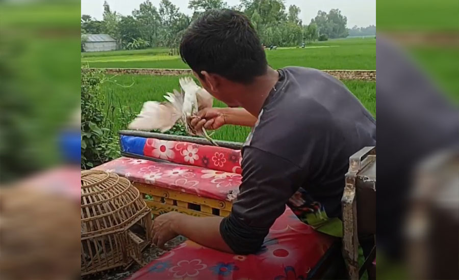 চলনবিলে অবাধে চলছে জাল দিয়ে পাখি শিকার