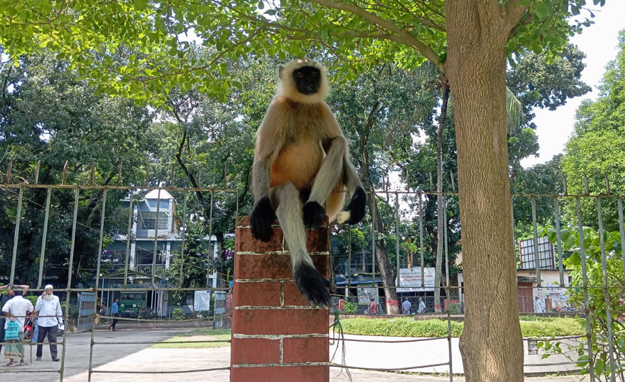 আত্রাইয়ে লোকালয়ে হুনুমান উৎসুক জনতার ভীড়