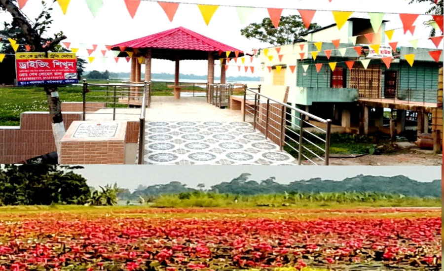 সাতলায় লাল শাপলা ধংশের মুলে, বিলে মাছের চাষাবাদ, আগামীতে শাপলার গাছ রক্ষার আশ্বাস ইউএনওর