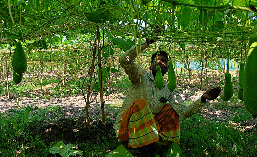 তাড়াশে অন্যের জমিতে লাউ চাষ করে সফল আব্দুল আজিজ 