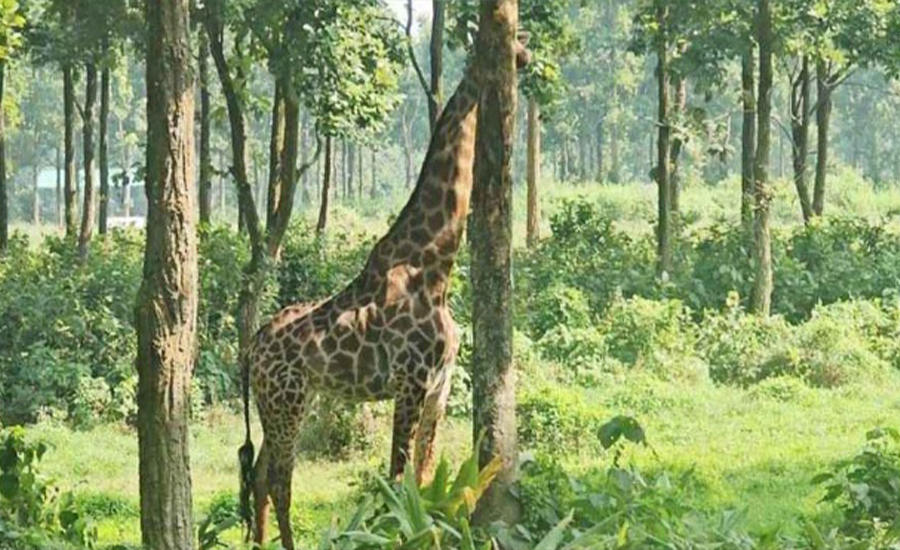 গাজীপুর সাফারি পার্কের শেষ জিরাফটিও আর নেই