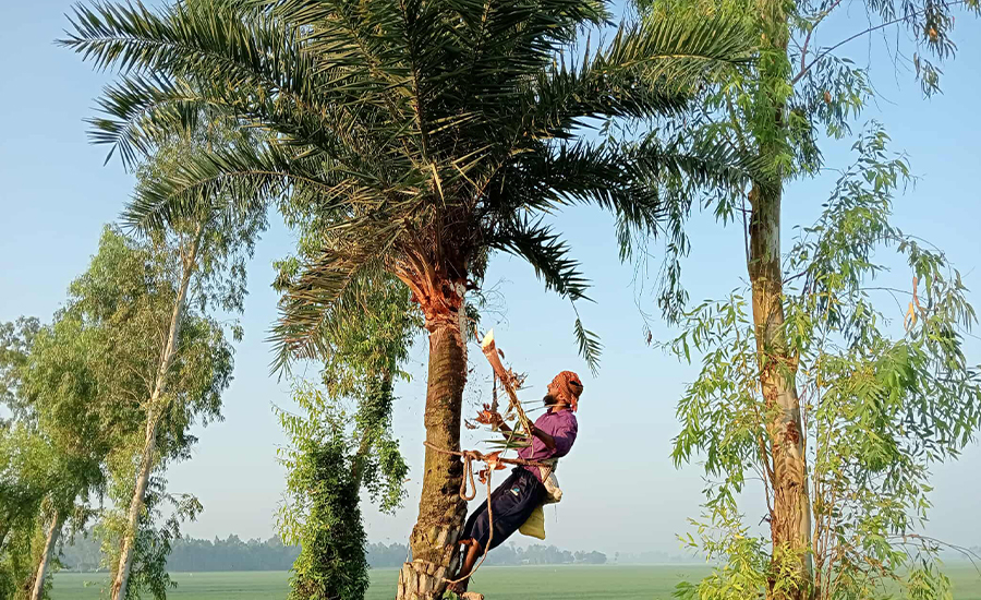 তাড়াশে খেজুর রস সংগ্রহে প্রস্তুতি নিচ্ছেন গাছিরা