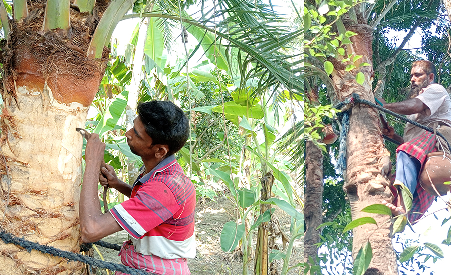 নলডাঙ্গায় খেজুরের রস সংগ্রহে গাছ পরিচর্যায় ব্যস্ত  গাছিরা
