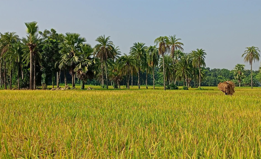 তাড়াশে আমন ধান ক্ষেত ইঁদুরের দখলে, ক্ষতির আশঙ্কা করছে কৃষক