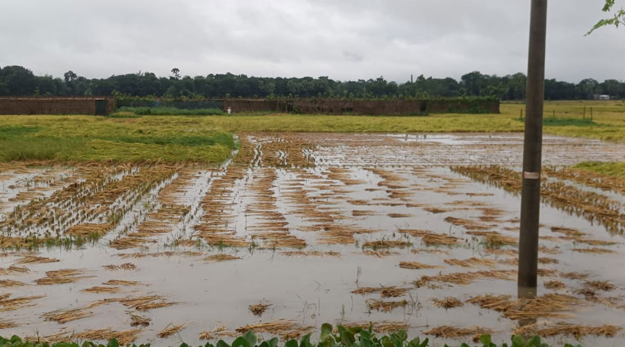 বাগমারায় অসময়ের বৃষ্টিতে তলিয়ে গেছে ফসলের মাঠ, বিপাকে কৃষকরা