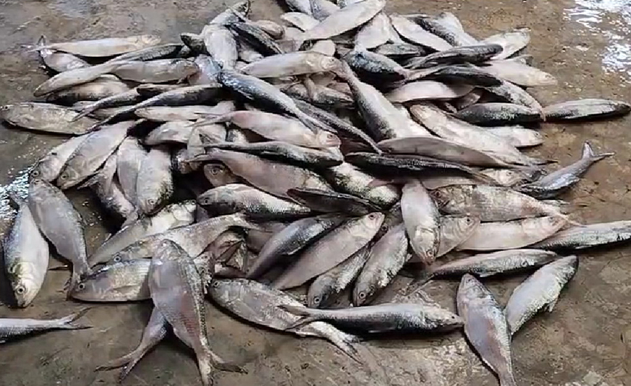 কলাপাড়ায় যাত্রীবাহী বাস থেকে ৩৫ মন জাটকা ইলিশ জব্দ ও ৬ চালককে জারিমানা 