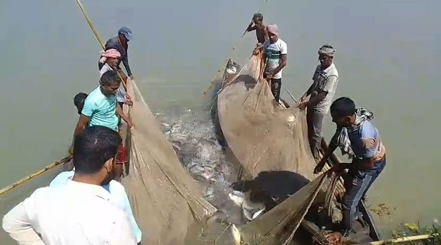 বাগমারায় বিএনপি নেতা হাবিবুর রহমানের পুকুরে বিষ প্রয়োগ, ক্ষতি প্রায় ২ কোটি টাকা