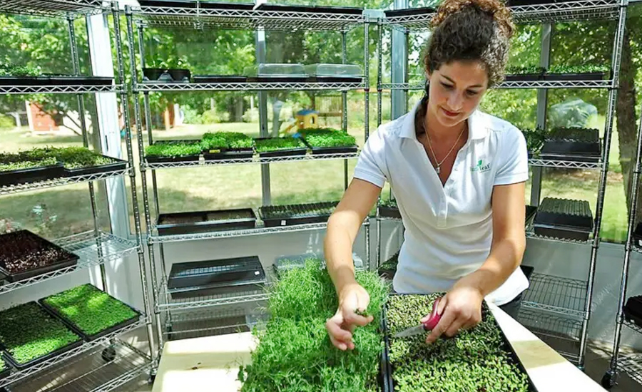 মাইক্রোগ্রিনস 'সুপার ফুড' কী, নিজেই যেভাবে চাষ করবেন