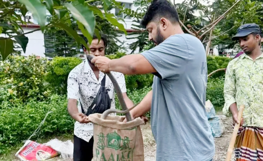 ঢাকায় বিষধর গোখরার দেখা মিলছে কেন?