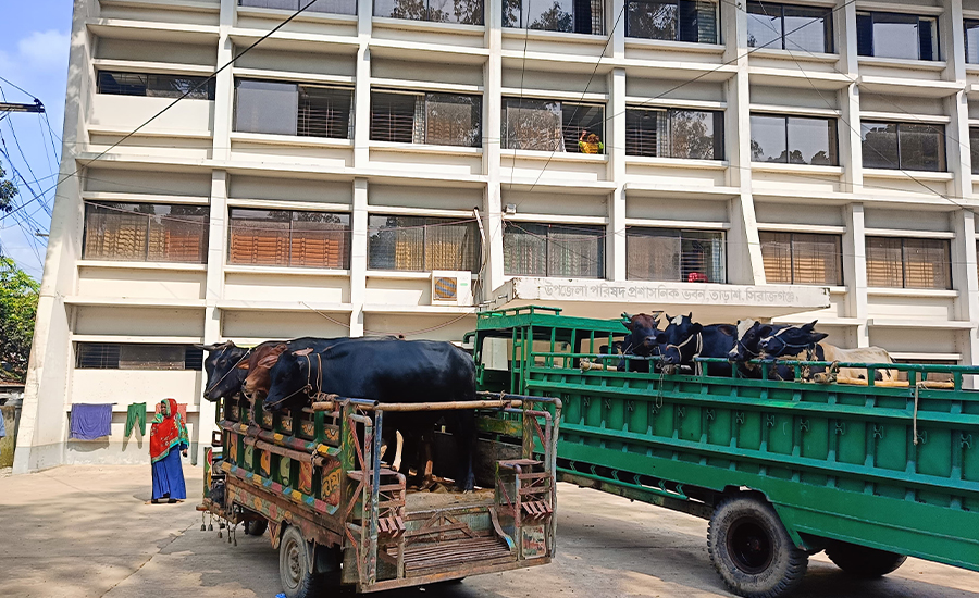 তাড়াশে ভ্রাম্যমাণ আদালতে গরুবোঝাই ২ টি লসিমন জব্দ, জরিমানা