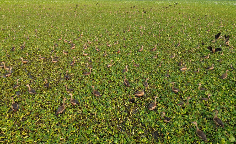 তাড়াশে অতিথি পাখির কলকাকলিতে মুখরিত মথুরা দিঘী