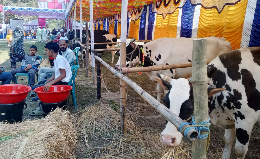তেঁতুলিয়ায় জাতীয় প্রাণিসম্পদ সপ্তাহ -২০২৫ উপলক্ষ্যে প্রাণিসম্পদ মেলা 