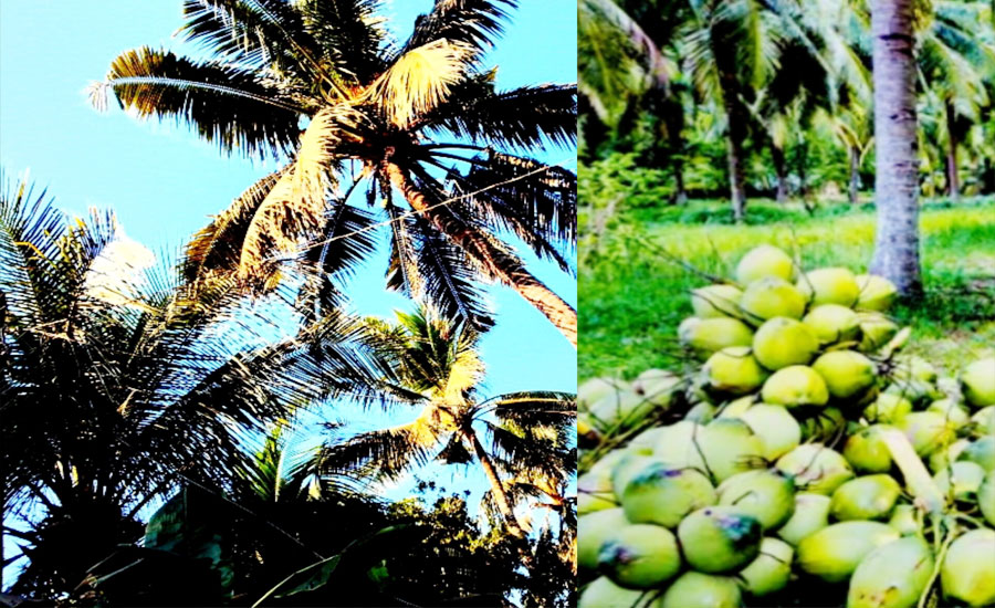 ঘন মোবাইল টাওয়ার ও ইঁদুর–বাদুরের আক্রমণে হুমকিতে বরিশালের ঐতিহ্যবাহী নারকেল শিল্প