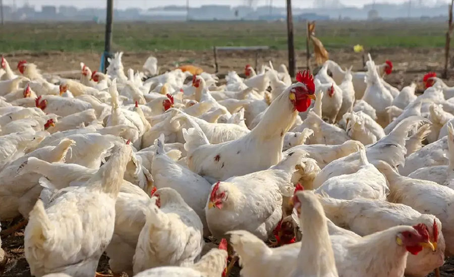 কোভিডের চেয়েও ভয়াবহ হতে পারে বার্ড ফ্লু 