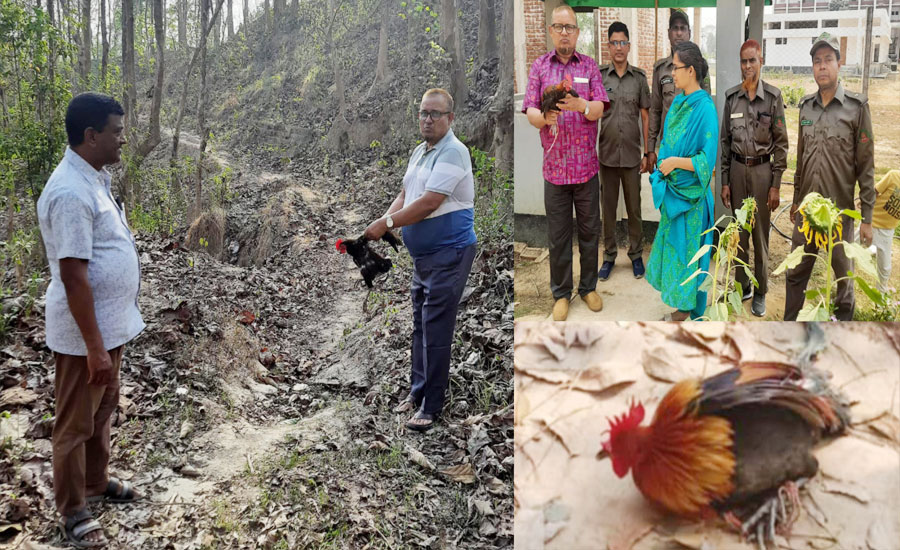 বন মুরগি নিয়েও নাটক! একদিন পর আবারও ‘অবমুক্তি’ বন মুরগি নিয়েও নাটক! একদিন পর আবারও ‘অবমুক্তি’