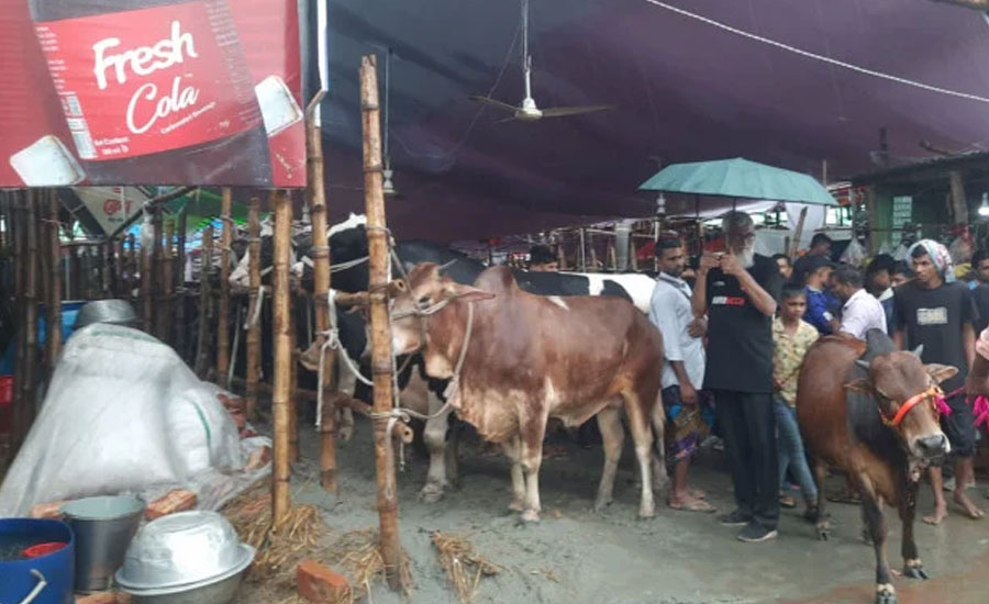 বৃষ্টির মধ্যেও জমজমাট গাবতলী পশুর হাট, মাঝারি গরুতে ক্রেতাদের ঝোঁক বেশি বৃষ্টির মধ্যেও জমজমাট গাবতলী পশুর হাট, মাঝারি গরুতে ক্রেতাদের ঝোঁক বেশি